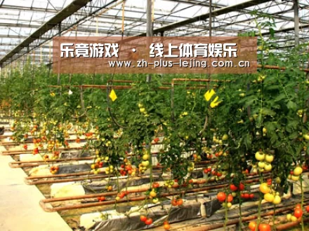 种植基地二(图1)